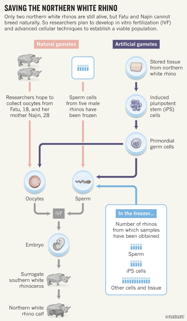 Схема создания эмбриона северного белого носорога. Источник: BioRescue